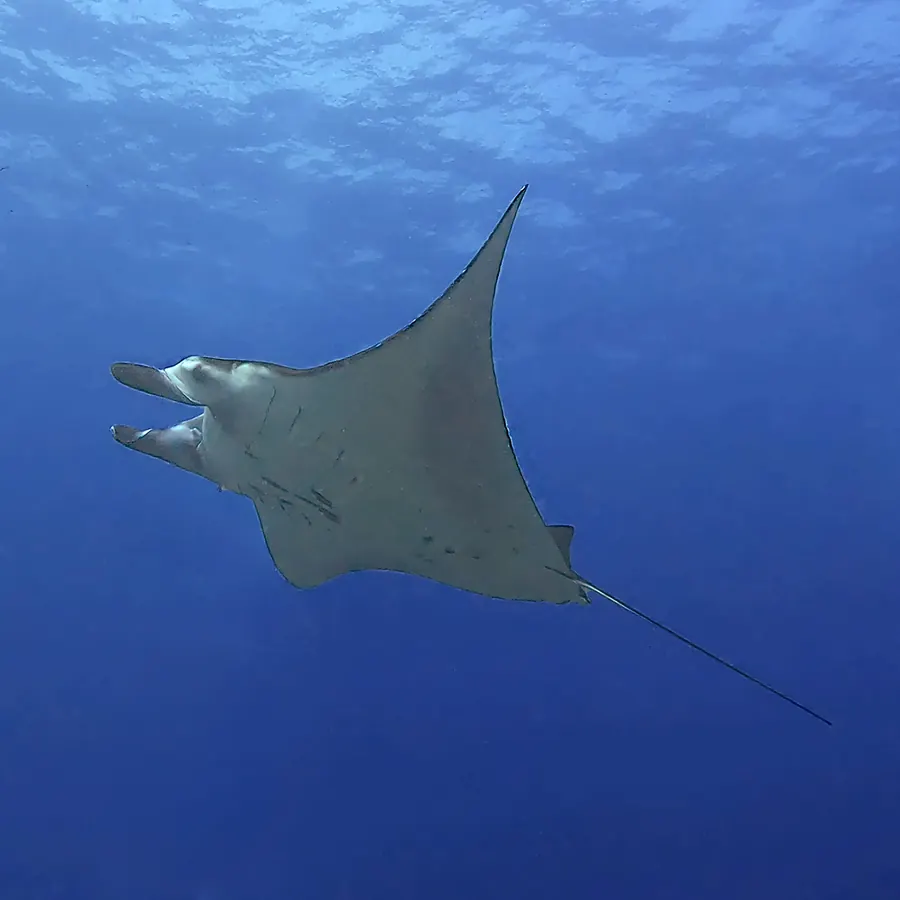 A manta ray in deep blue water