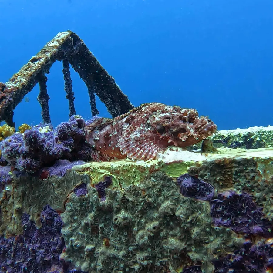 A scorpionfish camouflaged on a coral-covered wreck
