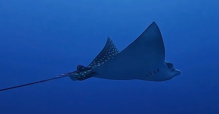 A spotted eagle ray swimming in open blue water