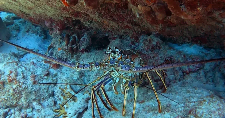 A spiny lobster under a coral overhang
