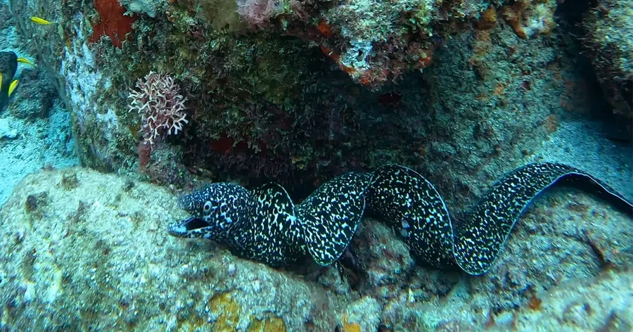 A spotted moray eel sliding across the reef