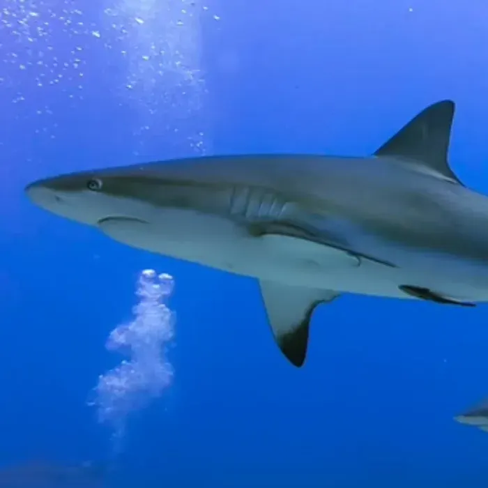 A grey reef shark swimming close to the camera
