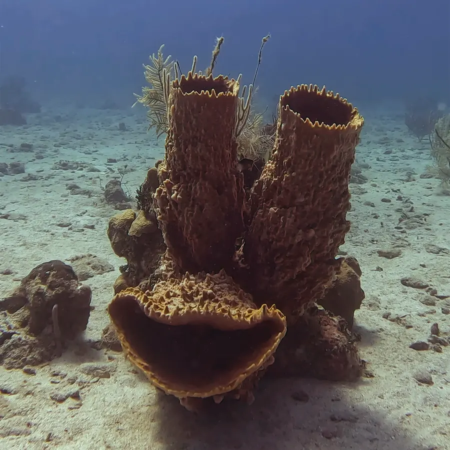 Two barrel sponges on a sandy reef
