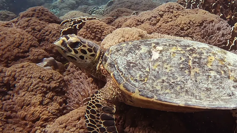 A turtle tucked into the reef