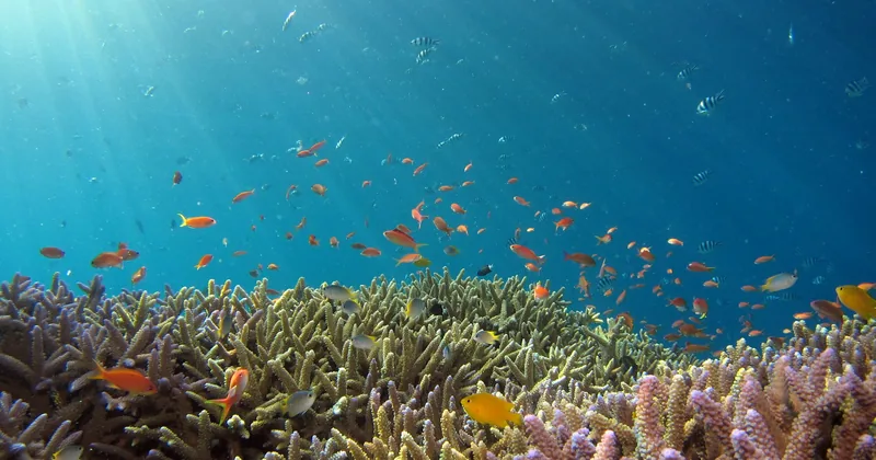 Small fish swimming over a field of hard coral