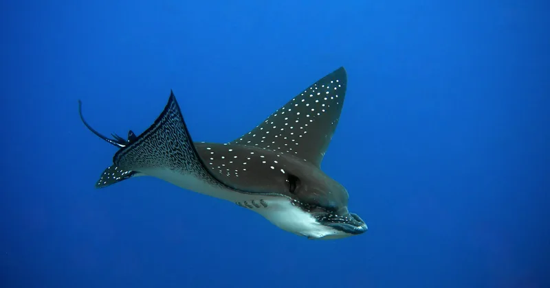 A spotted eagle ray swimming in deep blue water