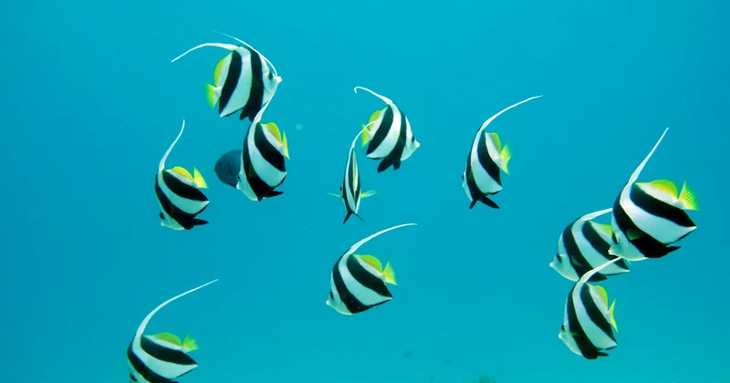 A small school of bannerfish in clear blue water