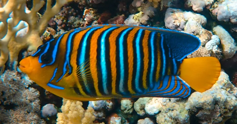 A regal angelfish with orange and blue stripes on the reef