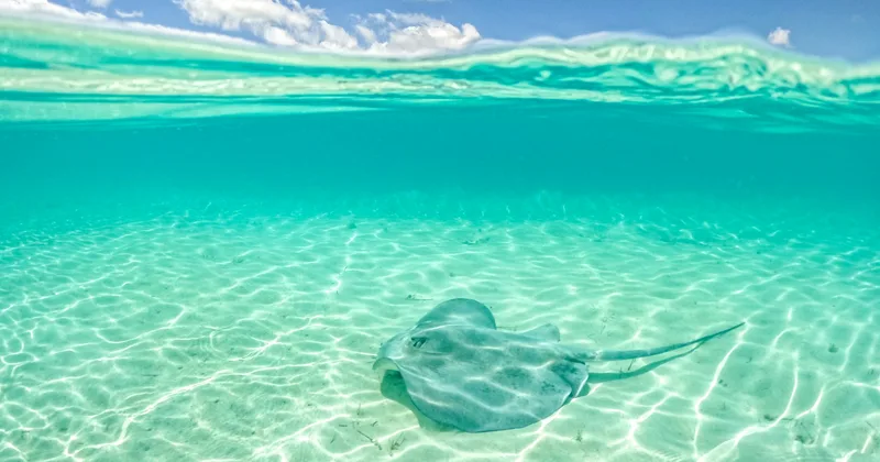 A stingray gliding over the sand in clear turquoise water