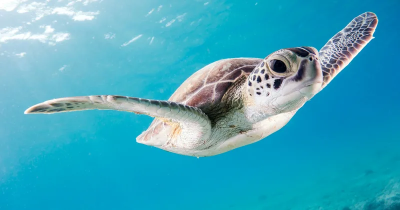 A sea turtle swimming in clear turquoise water