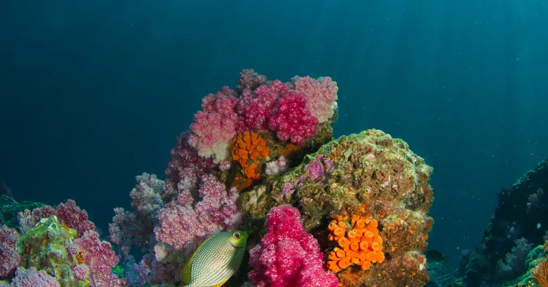 Pink and orange soft coral lit by sunlight