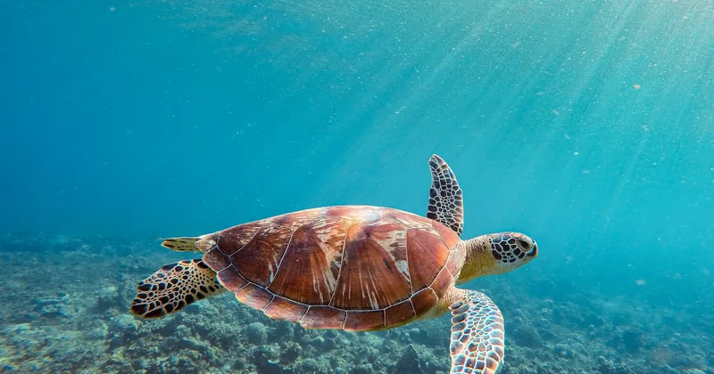 A sea turtle swimming over the reef in soft sunlight