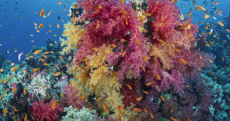 A coral reef covered in pink and yellow soft coral