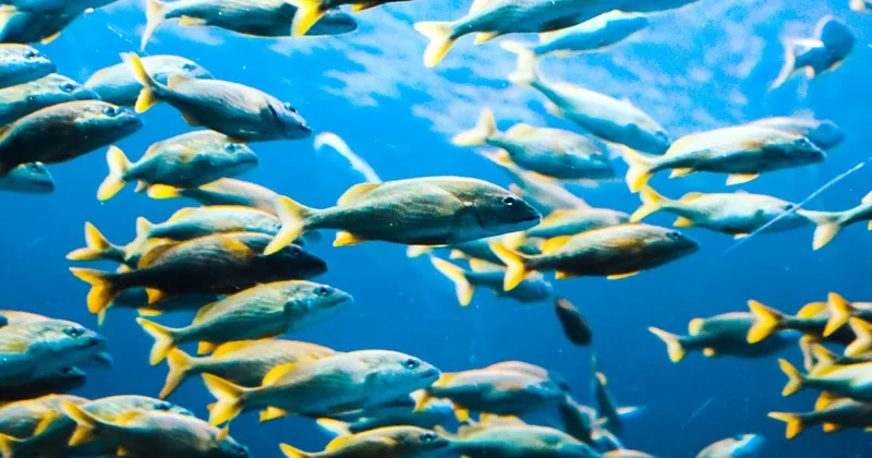 A school of yellow-striped fish in blue water