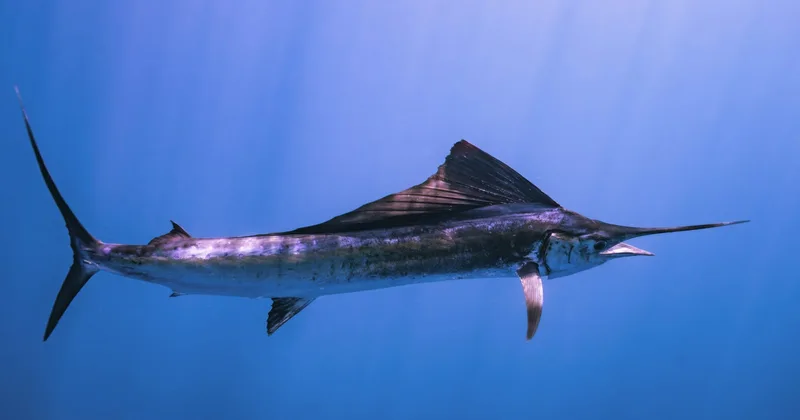 A sailfish swimming through bright blue water