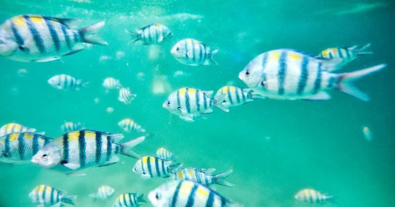 A school of sergeant major fish in green-blue water