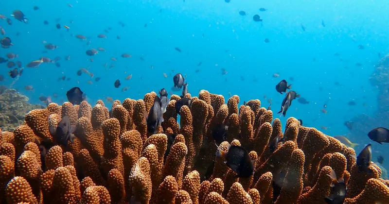 Reef fish swimming over orange coral in sunlit water