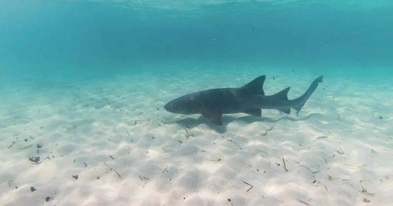A nurse shark swimming over sand in shallow turquoise water