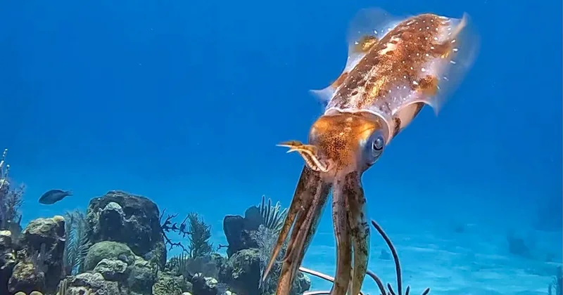 A reef squid hovering above the coral