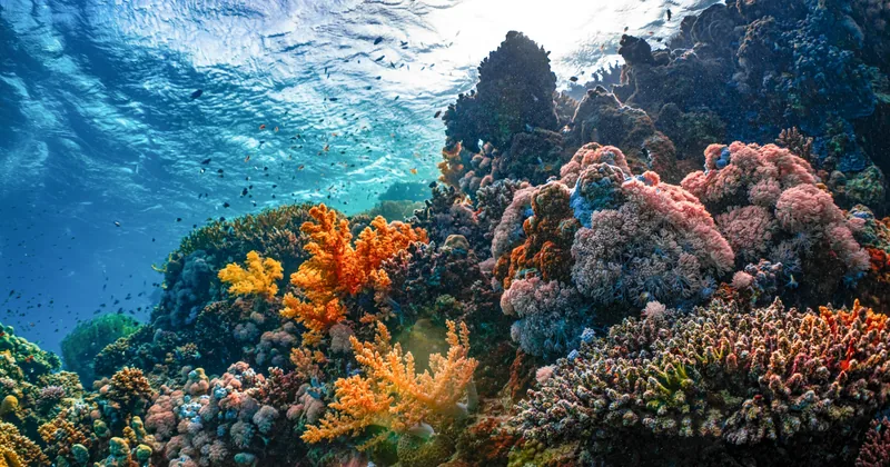 A colorful coral reef seen from below