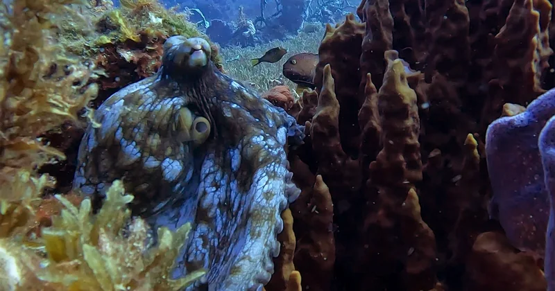 An octopus on the reef beside a tall brown sponge