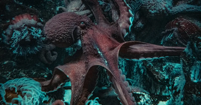 An octopus spread across the ocean floor