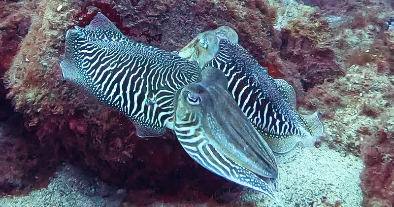 Two cuttlefish on a red reef