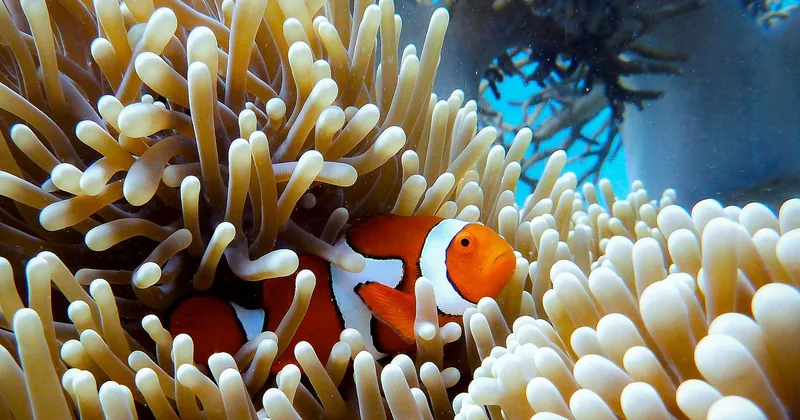 A clownfish tucked into a sea anemone