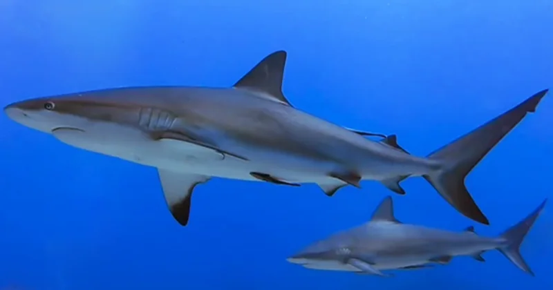 Two grey reef sharks in blue water