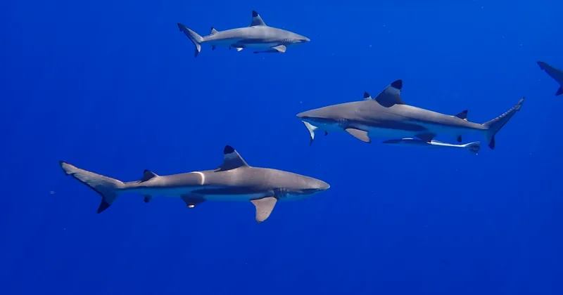 Three blacktip reef sharks in deep blue water