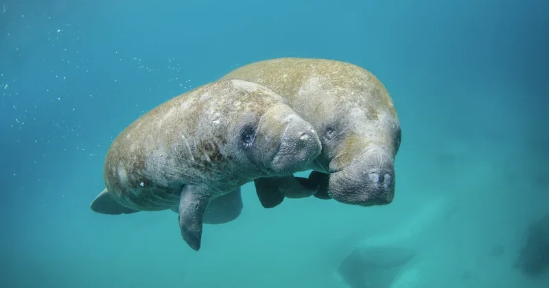 A manatee and her calf swimming together