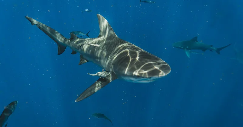 Reef sharks swimming in deep blue water