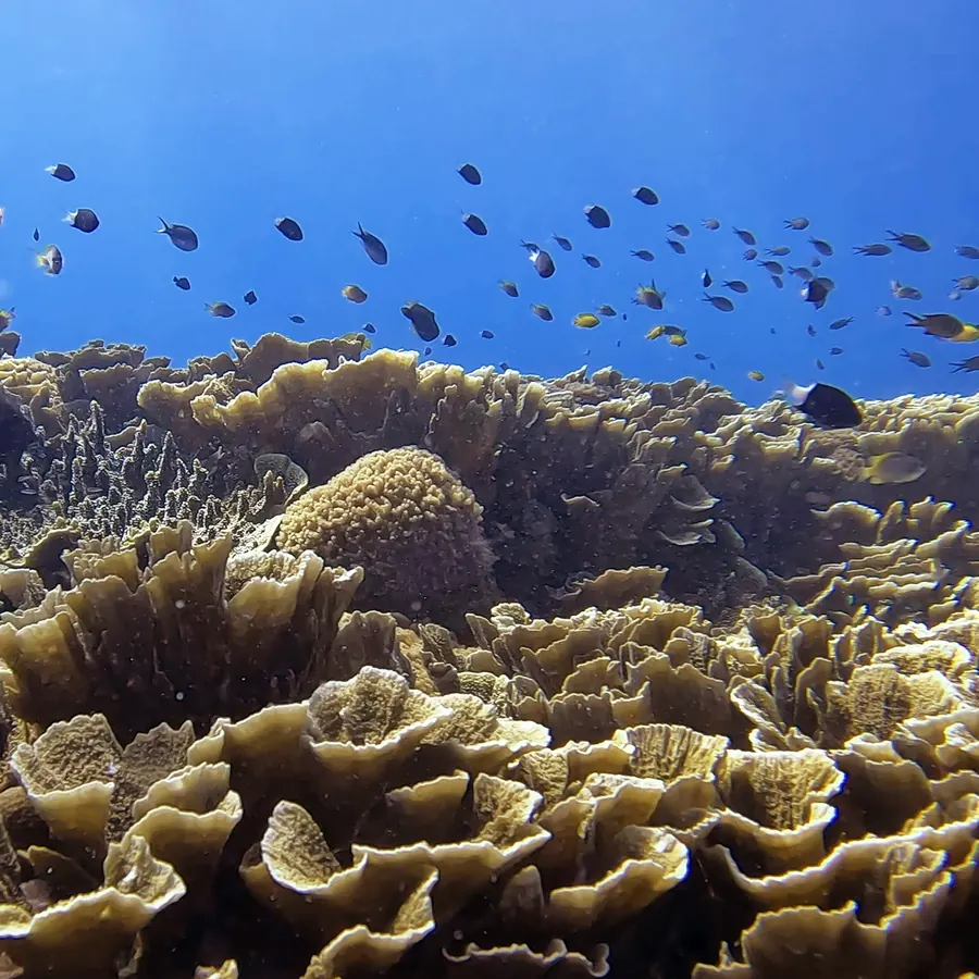 Fish swimming over a field of hard coral