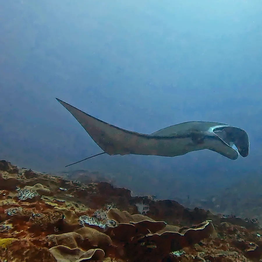 A manta ray passing over the reef