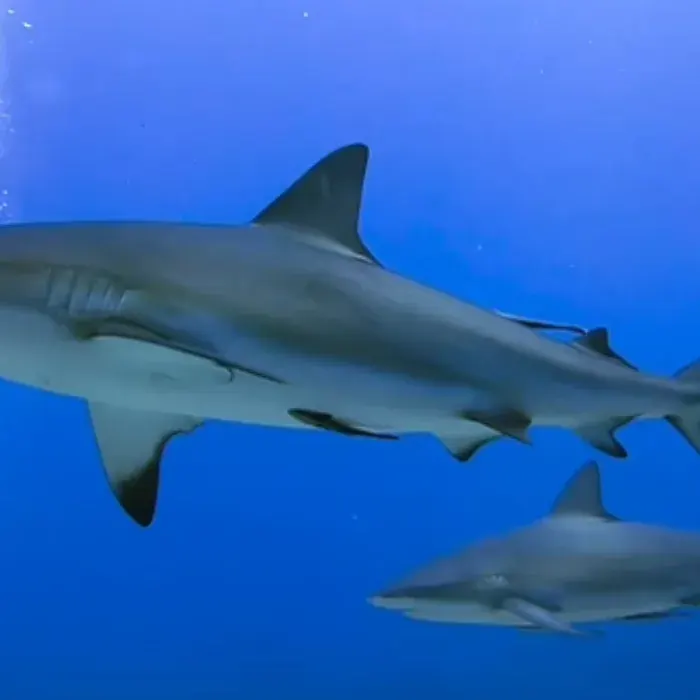 Two grey reef sharks in blue water
