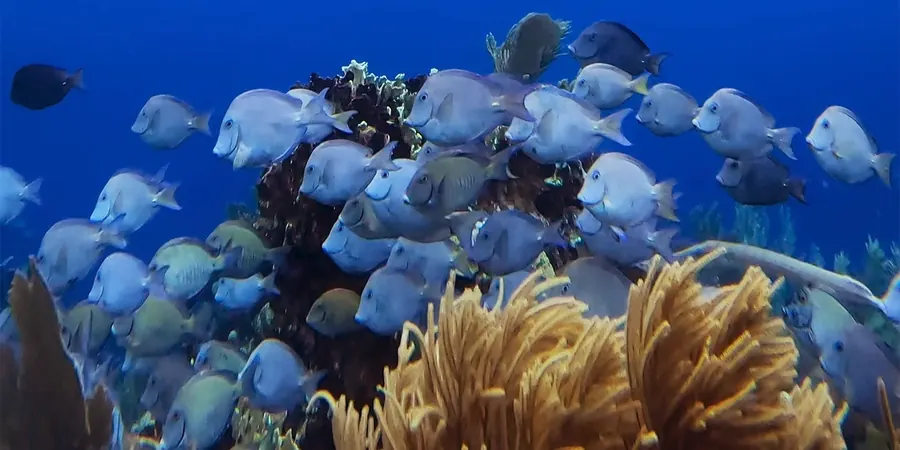 A school of blue fish over the reef