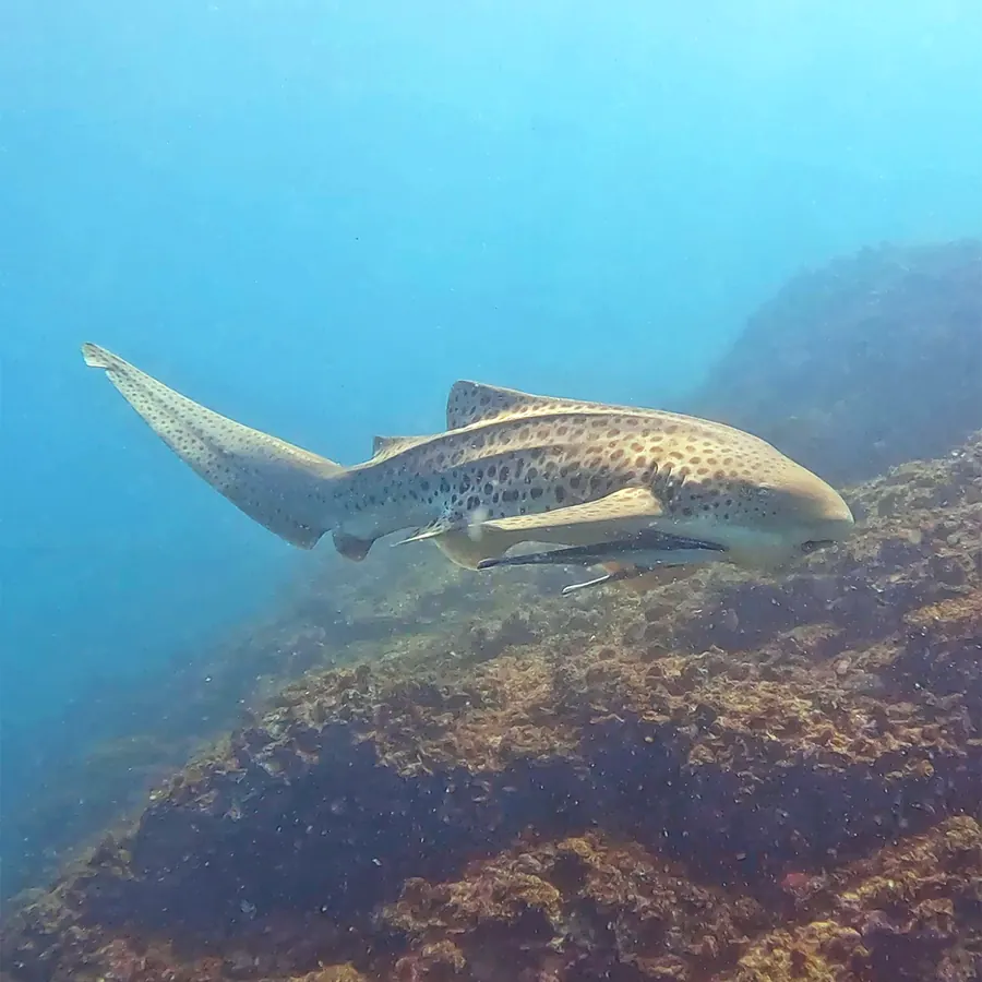 A leopard shark swimming over the reef