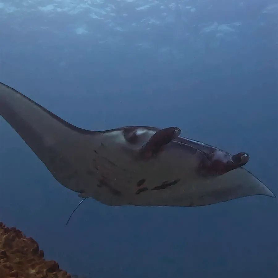 A manta ray swimming over the reef