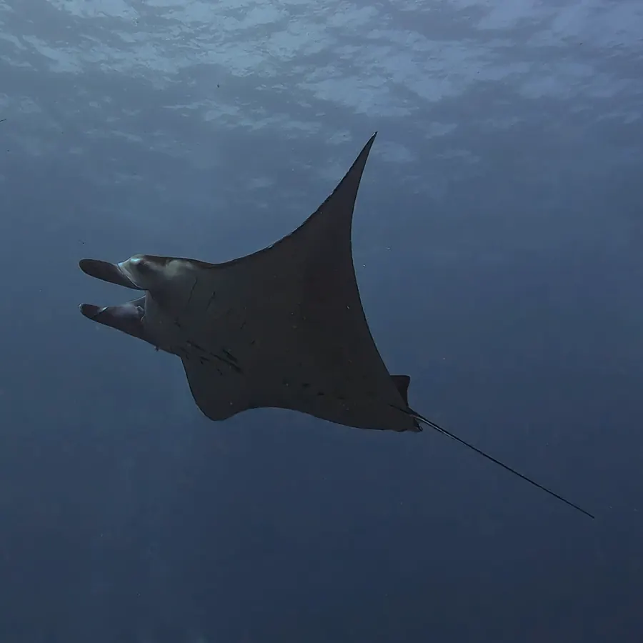 A manta ray gliding through open water