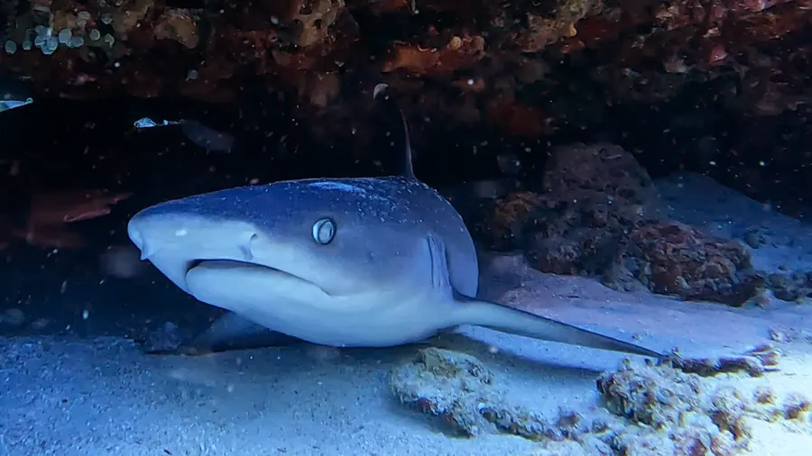 A shark resting under a rocky ledge