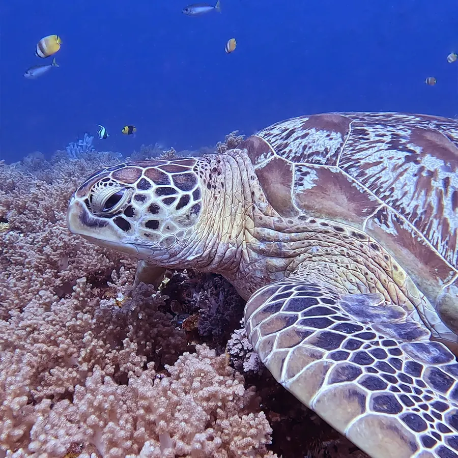 A green sea turtle resting on coral