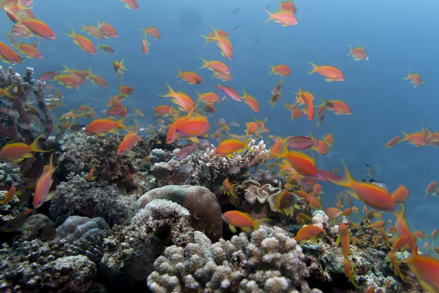 A cloud of orange anthias over a coral reef