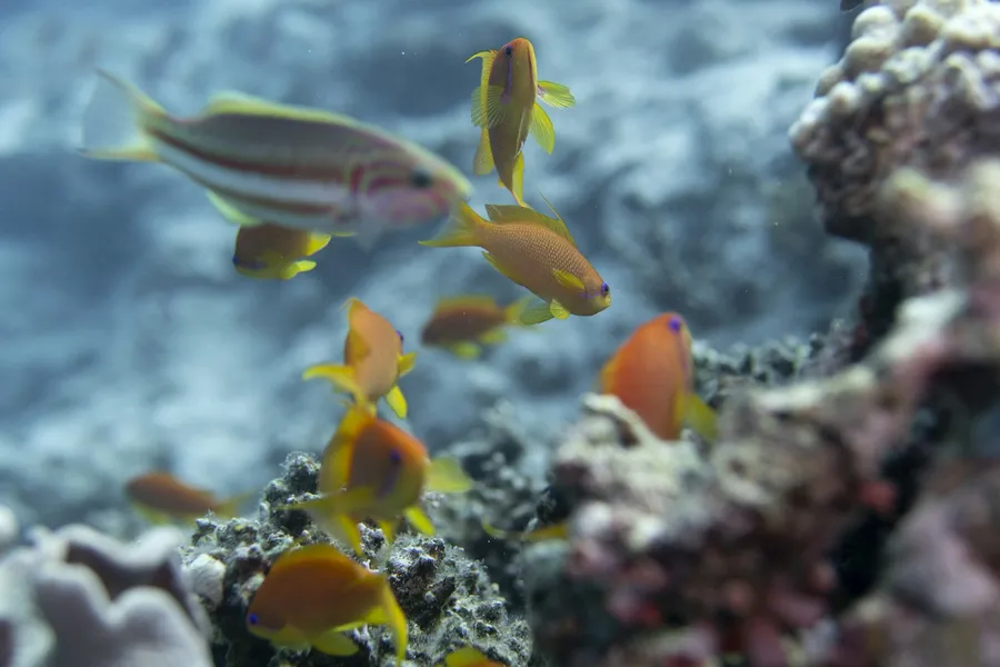 Orange anthias swimming around coral
