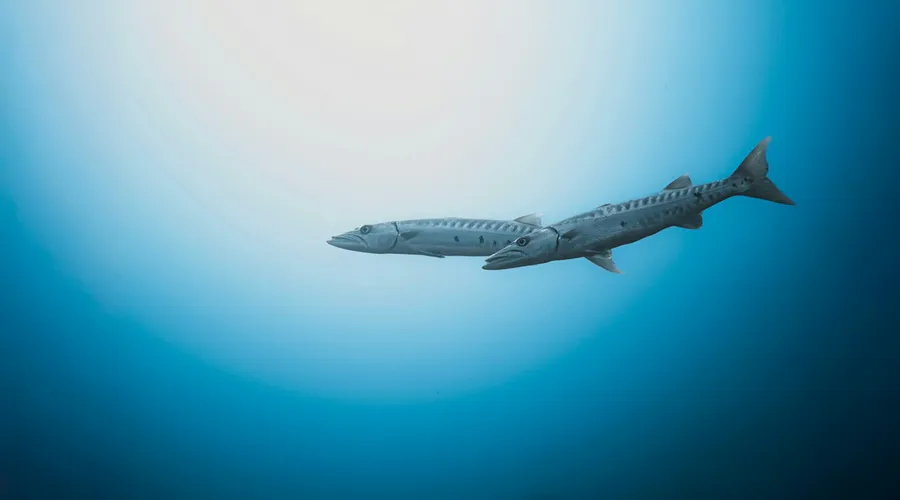 Two barracuda swimming in open blue water