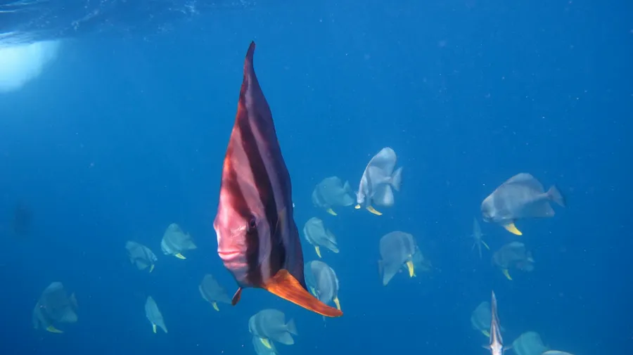 A young batfish swimming with a group of silver batfish