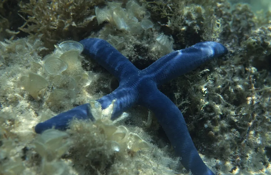 A blue sea star on the reef