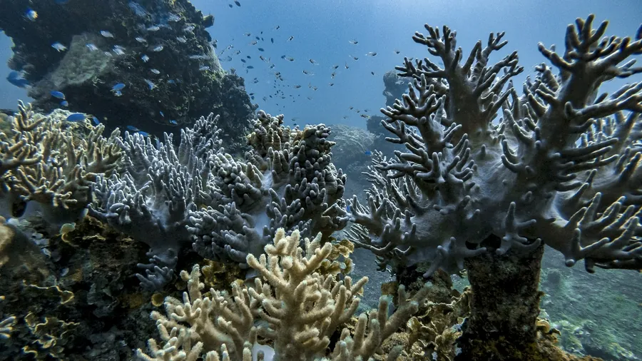 Branching coral on a reef