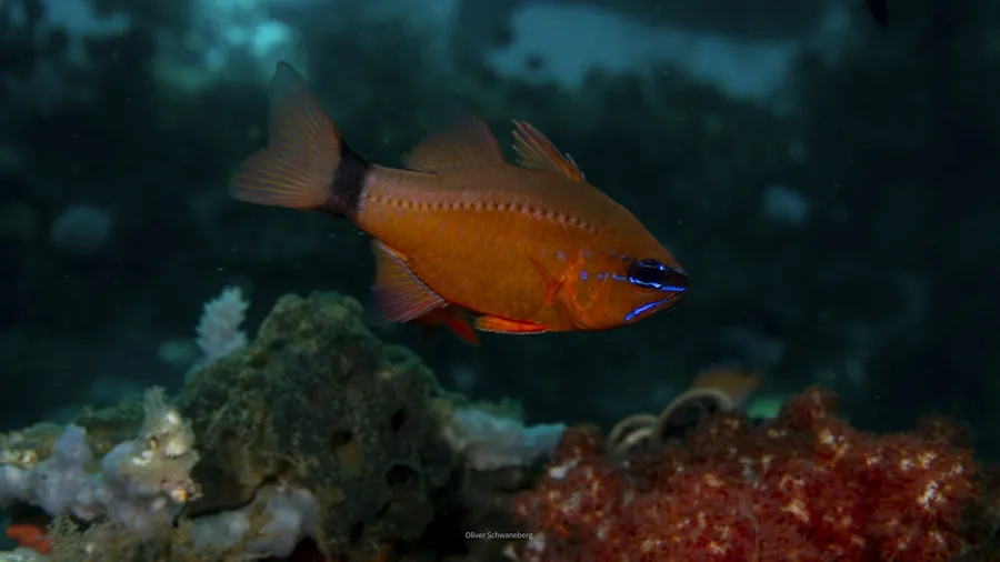 An orange cardinalfish swimming above the reef