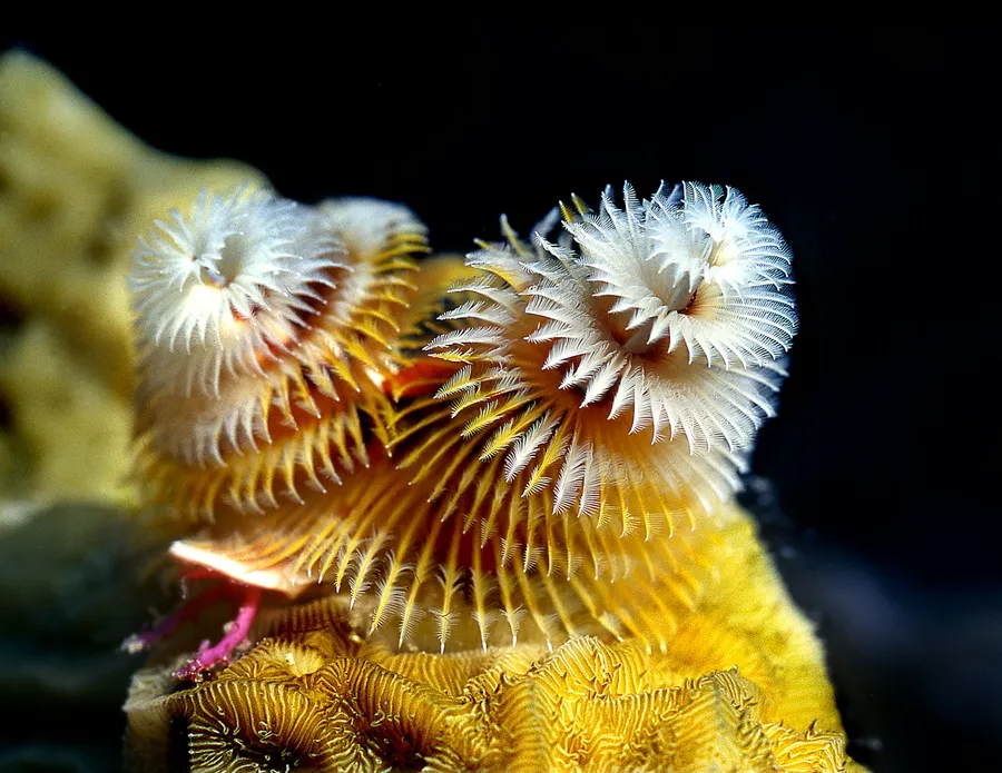 Two Christmas tree worms on a yellow coral