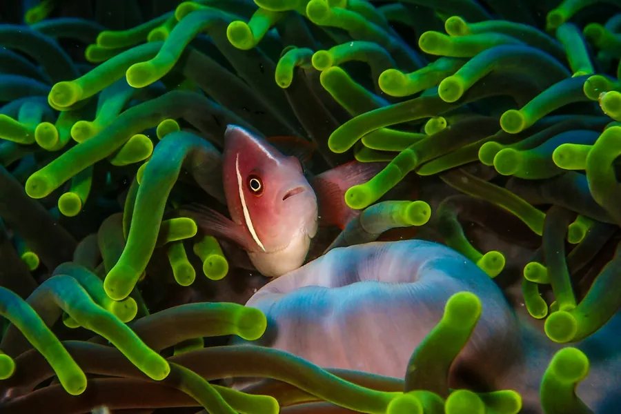 A clownfish in a green anemone